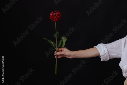 female hand holds one red dahlia flower on a dark background, layout for congratulations © st.kolesnikov