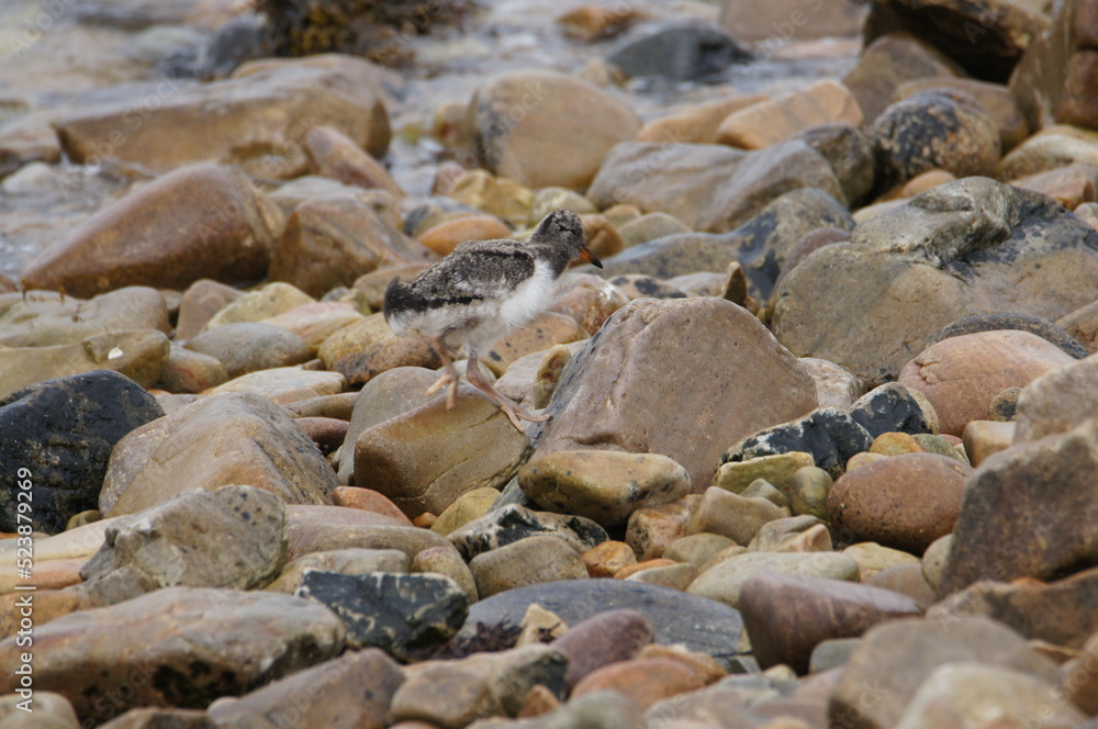 Oyster Catcher Fledgling. Sound of Islay, Isle of Jura, Scotland Oyster Catcher Fledgling. Sound of Islay, Isle of Jura, Scotland