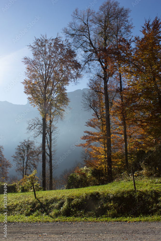Fototapeta premium Autumn meadow and forest in the mountains
