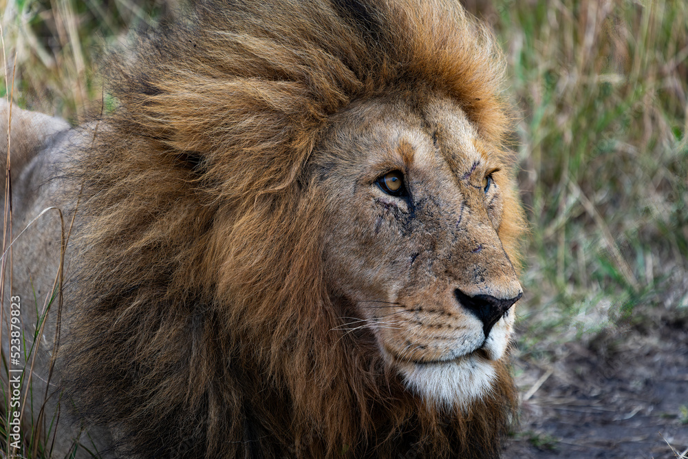 Lion in Massai Mara, Kenya