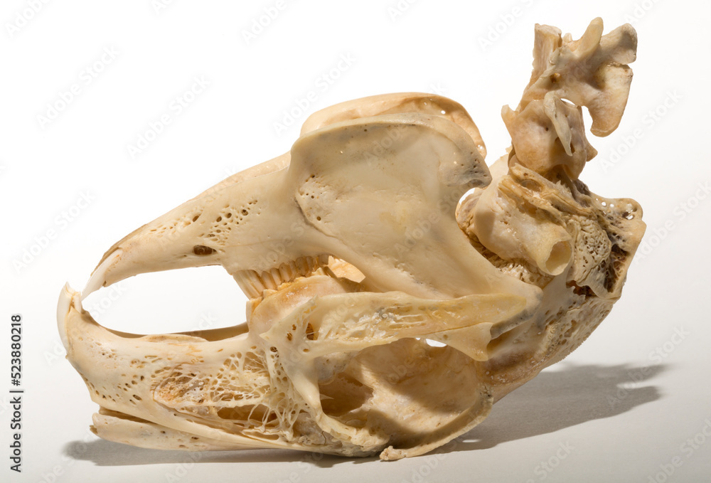 Naklejka premium Skull of a hare on a white background. Rodent - (Lepus timidus). The bones of the head of the animal.