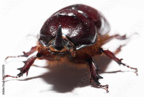 European rhinoceros beetle (Oryctes nasicornis) is a large flying beetle belonging to the subfamily Dynastinae. Imago, a male insect.
