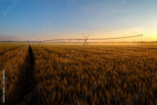 Agricultural irrigation system watering wheat field in summer