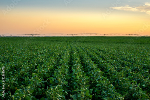 Agricultural irrigation system watering field of green peas in summer