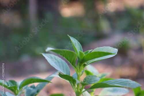 Tulsi holy basil close up of a plant leaf  medicine herbal flora flower