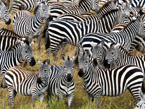 Zebras in Massai Mara  Kenya
