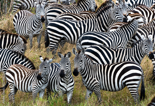 Fototapeta Naklejka Na Ścianę i Meble -  Zebras in Massai Mara, Kenya