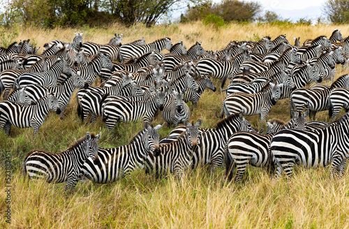 Zebras in Massai Mara  Kenya