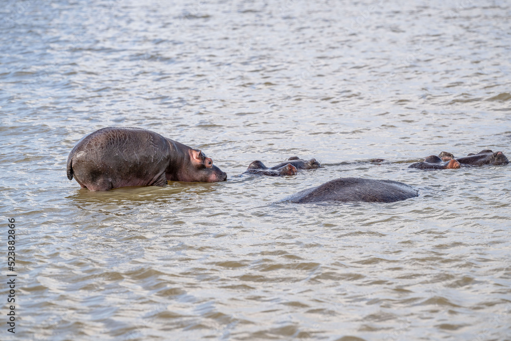 Fototapeta premium creative