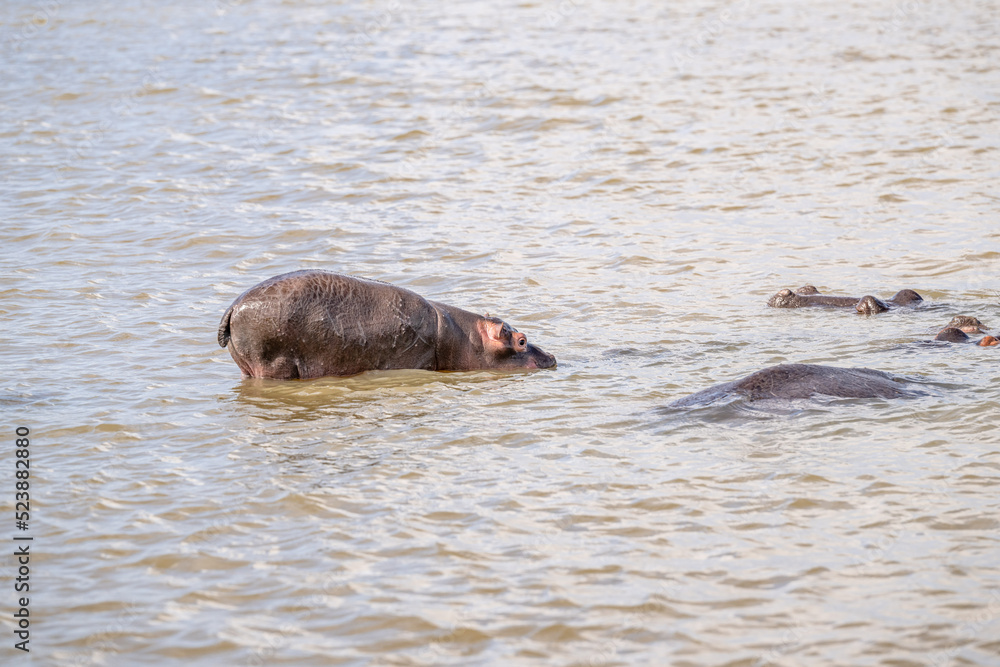 Fototapeta premium creative