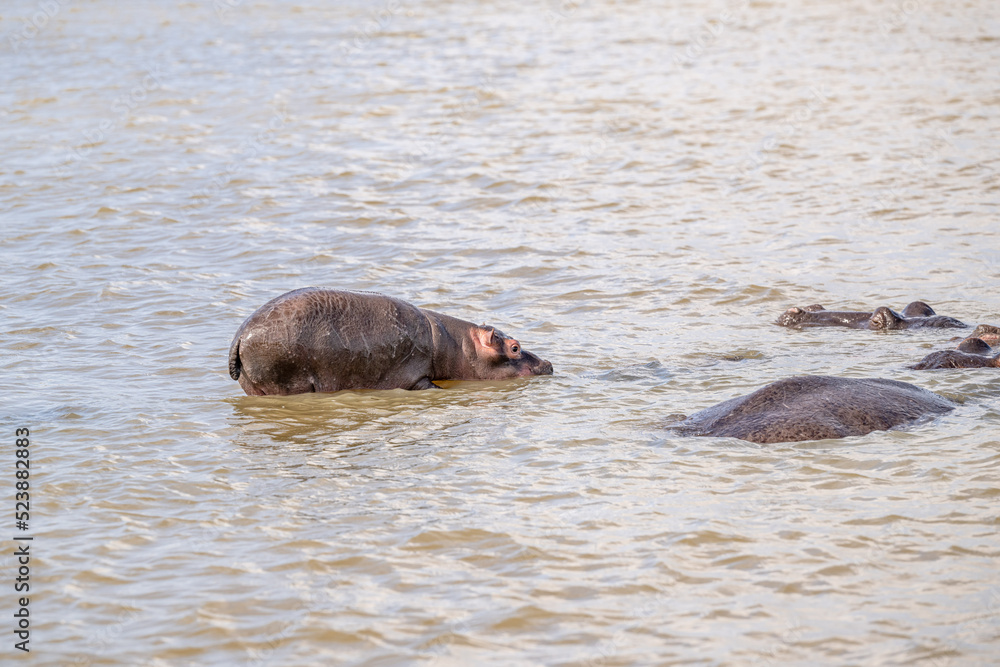 Fototapeta premium creative