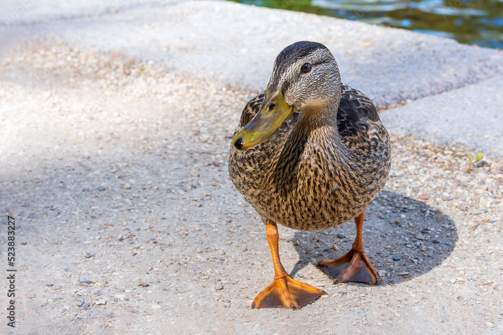 Close-up of an adult female wild mallard duck stands on the shore of a lake in a park in summer. Selective focus. Close-up of an adult female wild mallard duck stands on the shore of a lake in a park in summer. Selective focus.