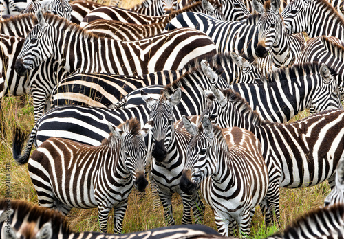 Zebras in Masai Mara  Kenya