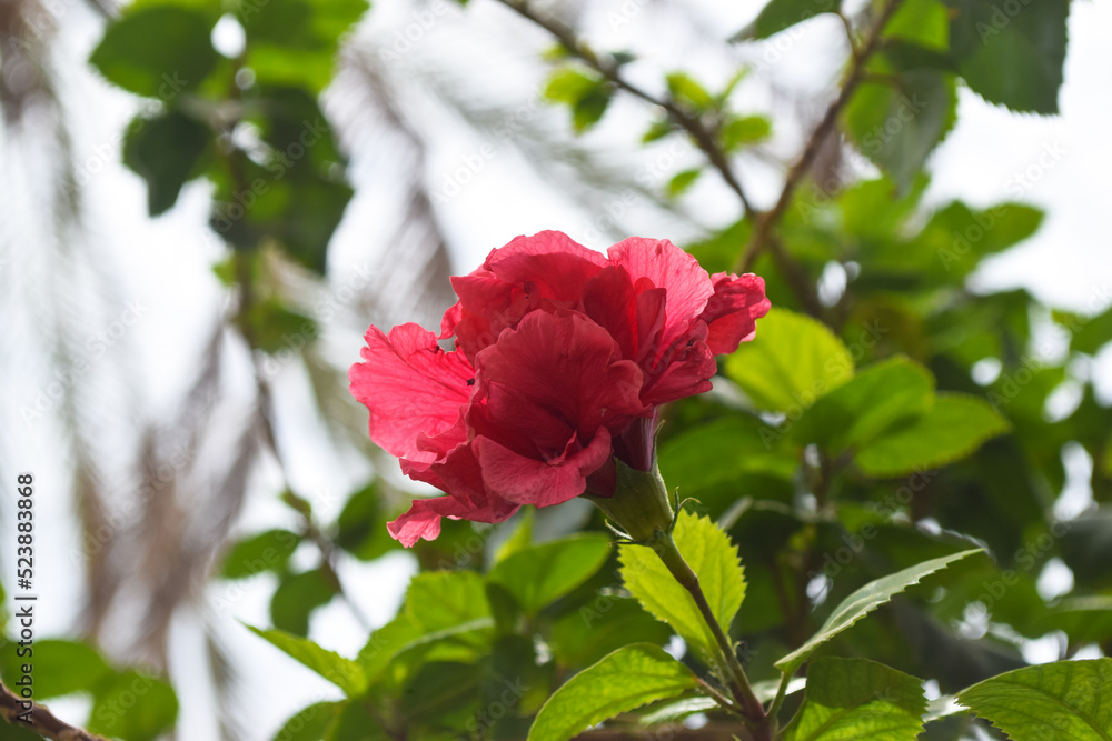 Chinese red rose in garden flower close up Chinese red rose in garden flower close up
