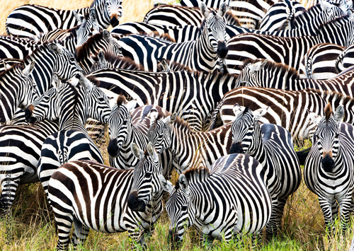 Zebras in Masai Mara  Kenya