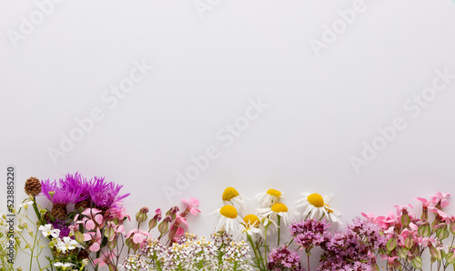 Alternative medicine. Medicinal herbs flowers, on a pastel background. Top view, copy space, banner.