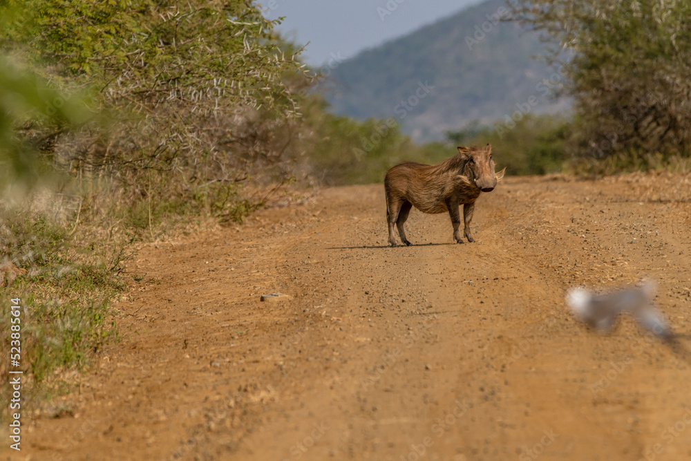 Fototapeta premium creative