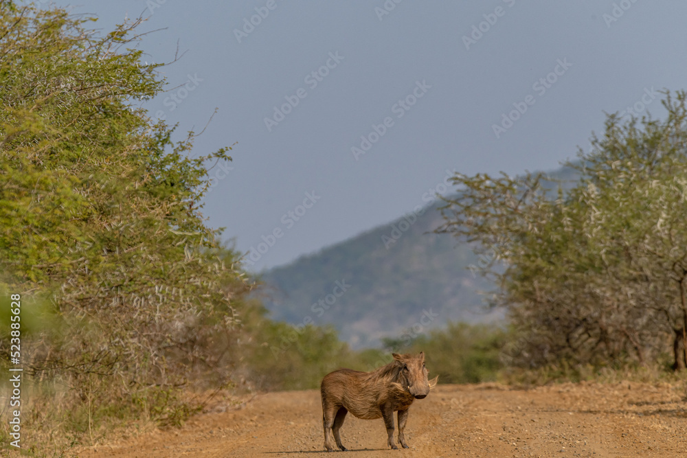 Naklejka premium creative