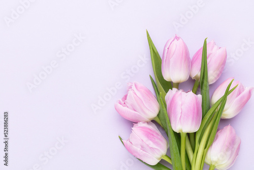 Lilac tulip flower on purple background.