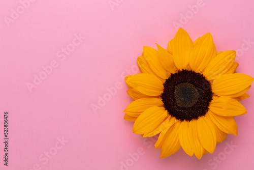 Sunflowers on pastel background with copy space. Floral close-up. Flat lay top-down composition with beautiful sunflowers.