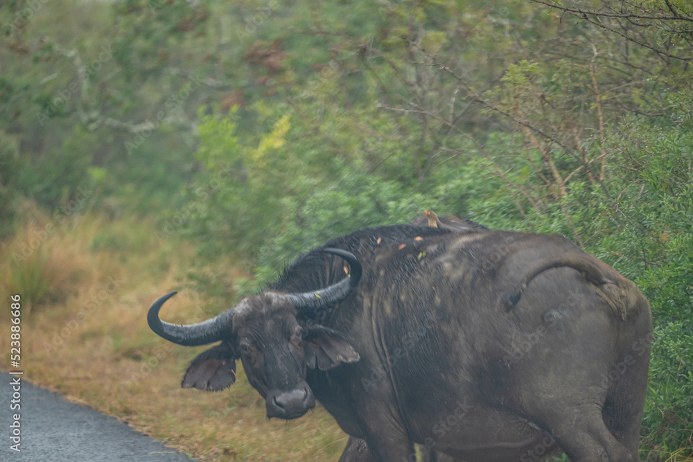 Obraz premium africa