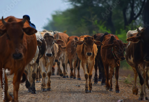 Cows in Village, Cattle Farm Images, Bull Photography, Cow Photography, Village Animals, Livestock Animals, 