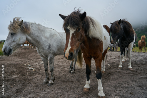 Fototapeta Naklejka Na Ścianę i Meble -  Horses on the lofoten islands