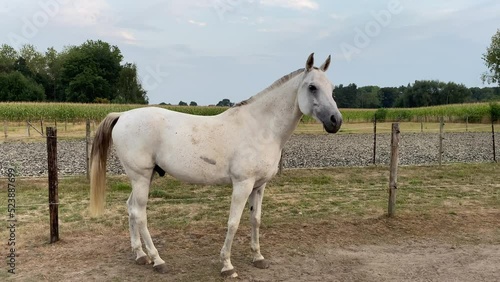 White horse walking in meadow photo