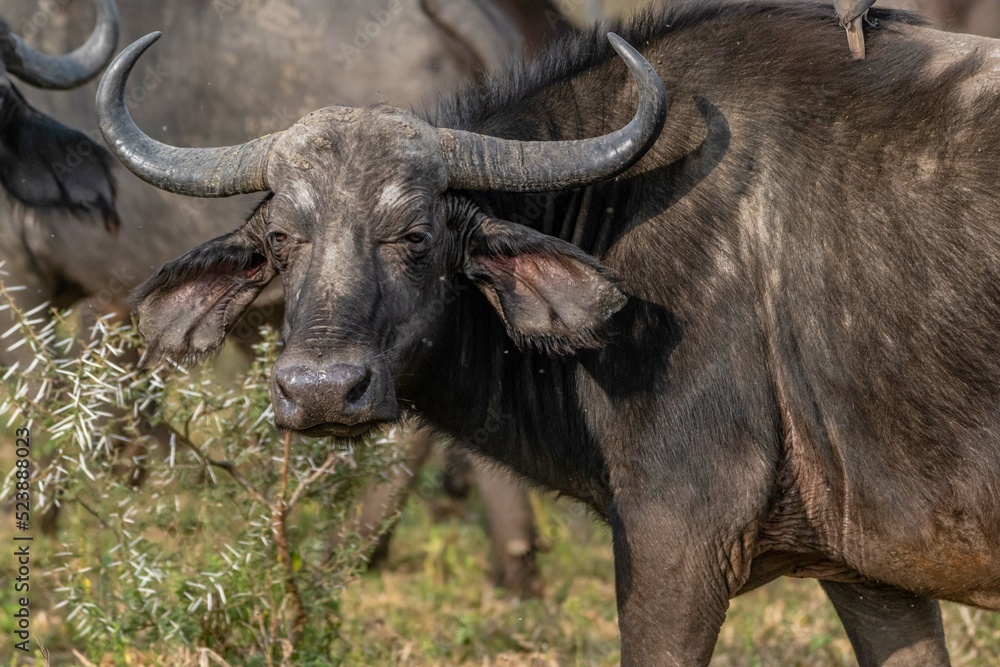 Naklejka premium creative