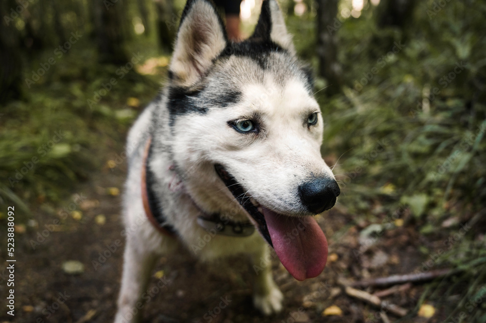 Portrait of cute siberian husky with blue eyes walking in the forest. Happy smiling dog. Portrait of cute siberian husky with blue eyes walking in the forest. Happy smiling dog.