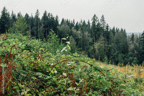 wild blackberry bushes brambles in the forest photo