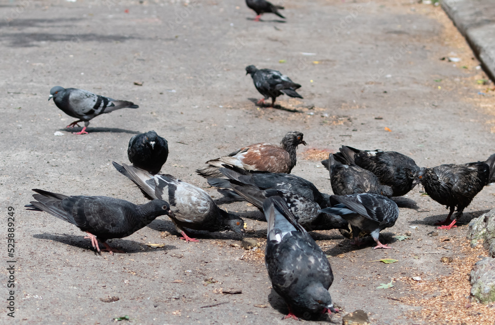 Fototapeta premium City pigeons pecking at spilled feed on street pavement