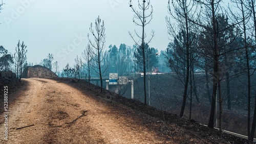 Mountain road through the trees after wildfire in Pedrogao Grande, Portugal photo