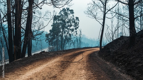 Mountain road through the trees after wildfire in Pedrogao Grande, Portugal photo