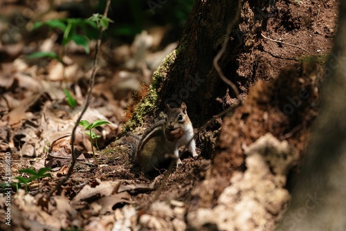 Closeup of a cute small chipmunk with a nut in its mouth next to a tree in a forest photo