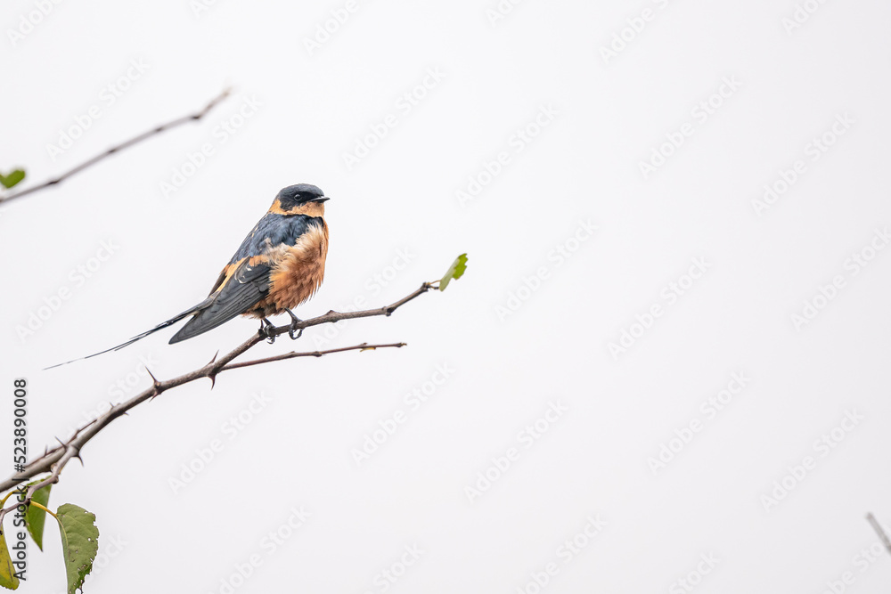 Fototapeta premium creative