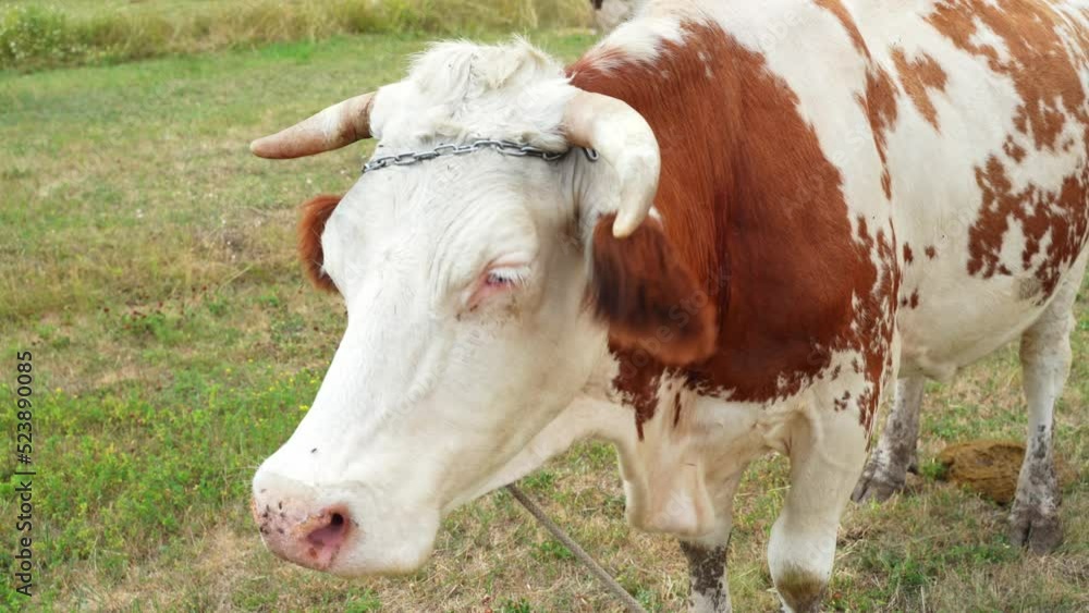 Close-up of a large white-brown horned cow eating in a summer meadow and brushing off flies on its snout. Close-up of a large white-brown horned cow eating in a summer meadow and brushing off flies on its snout.