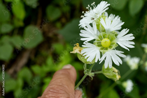 A white, elegant starry campion blossom held by a hand with one finger visible. photo