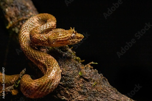 Closeup of a venomous pitviper (Craspedocephalus puniceus) crawling on a tree branch photo
