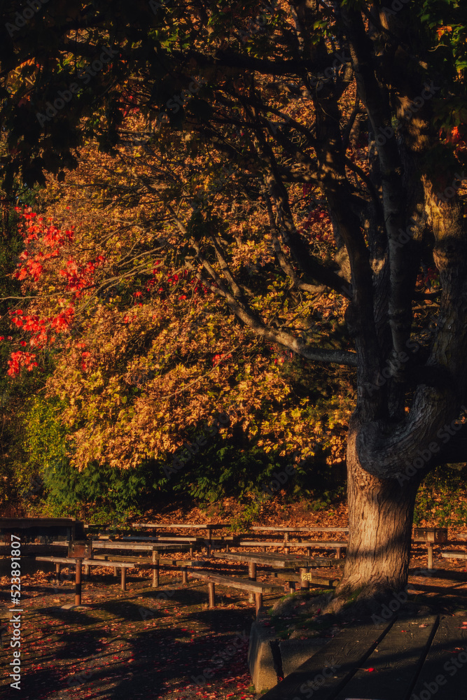 autumn leaves on tree in Carkeek Park, Seattle, Washington
