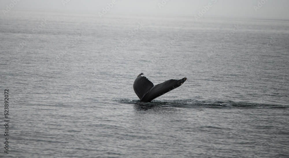 Tail of a whale with its body already diving into the water Stock Photo ...