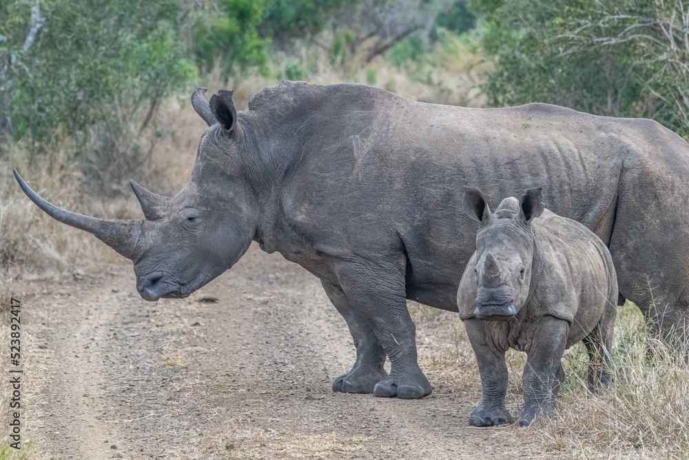 Fototapeta premium creative