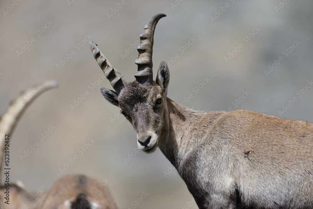 Steinbock in der Schweiz