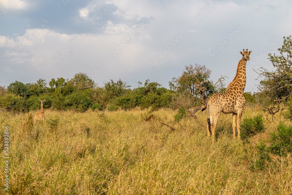 Obraz premium creative