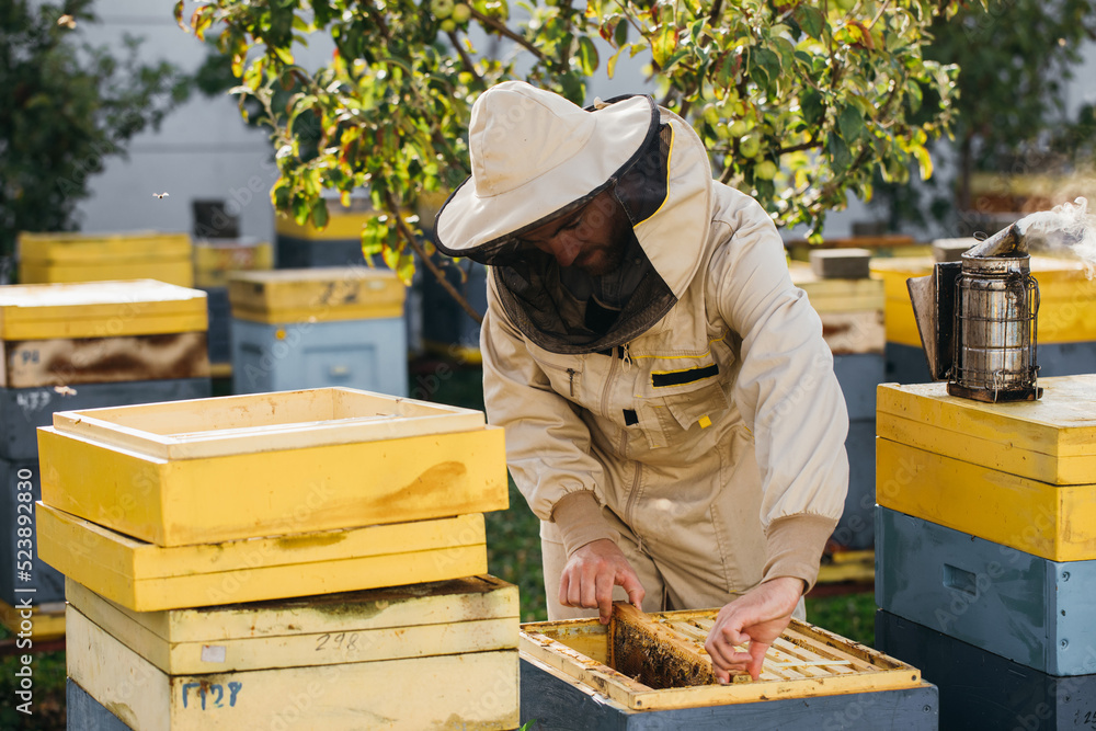 The beekeeper holds a honey cell with bees in his hands. Apiculture. Apiary. Working bees on honey comb. Honeycomb with honey and bees close-up. The beekeeper holds a honey cell with bees in his hands. Apiculture. Apiary. Working bees on honey comb. Honeycomb with honey and bees close-up.