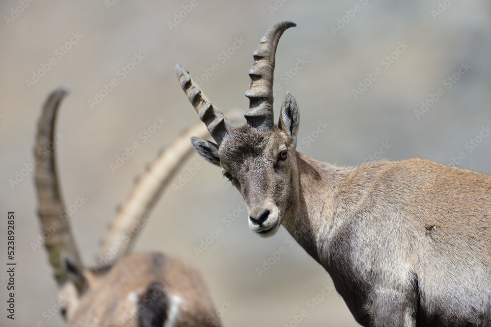 Junger Steinbock in steilem Gelände