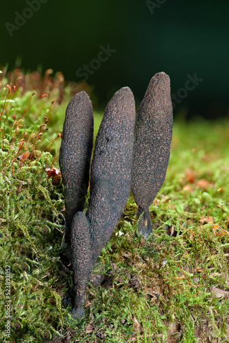 Dead man's fingers is a fungus that grows on a rotten trunk. It is probably Xylaria polymorpha.