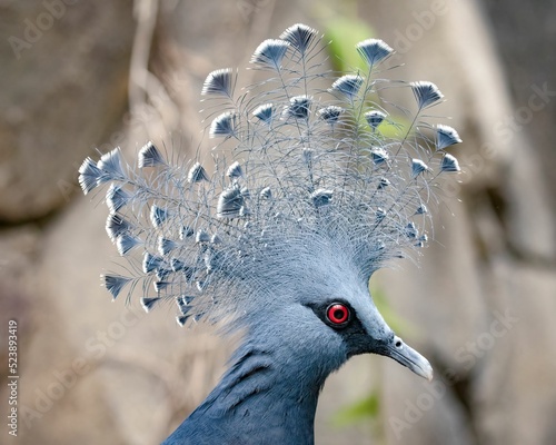 Vászonkép Portrait of a delicate Victoria Crowned Pigeon against soft focus rock backgroun