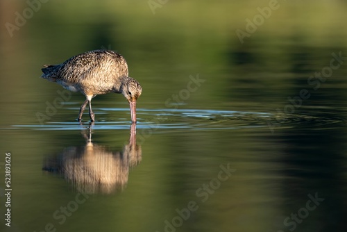 Marbled godwit fishing at Esquimalt Lagoon with its beak submerged and reflection in the green water photo