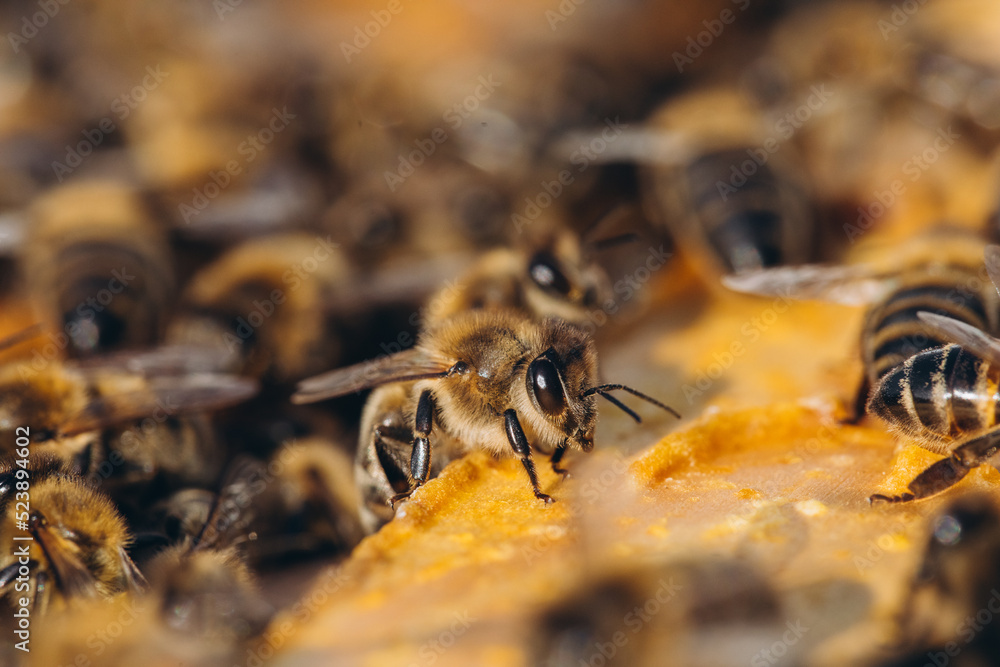 Bee colony in hive macro. Working honey bees, honeycomb, wax cells with honey and pollen.